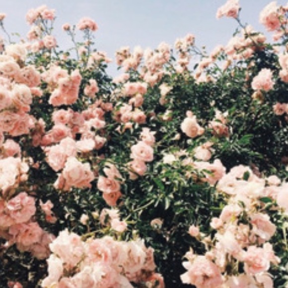 Meet your Posher, Addis - Picture 1 of 1